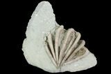 Crinoid Crown (Agaricocrinus) Fossil - Crawfordsville, Indiana #99933-1